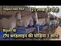 सबसे हाइट वाली 21 लाख की घोड़ी | deepsa stud farm sikar | nagaur mela 2024