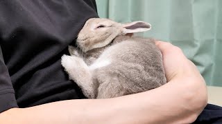 朝っぱらから幼稚園に行きたくない園児並みに抱っこをせがんでくるうさぎさん
