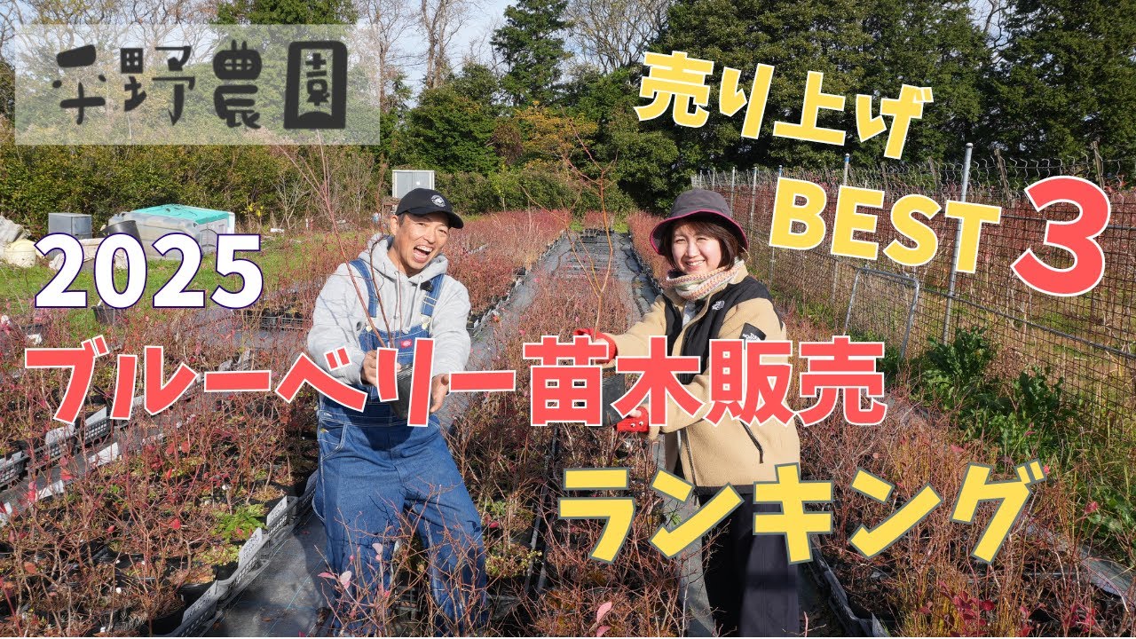 【販売品種ランキング】2025平野農園で人気だったブルーベリー苗木はこれ！