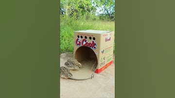 Best Creative Bird Trap Technique - Quail Trap #simple bird trap #shorts