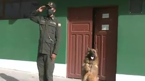 Conocemos a los futuros canes policías