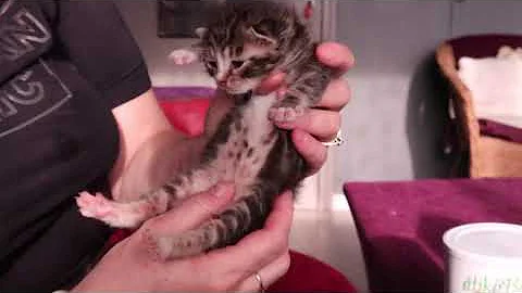 Quelle quantité de nourriture pour un chaton de 1 mois ?