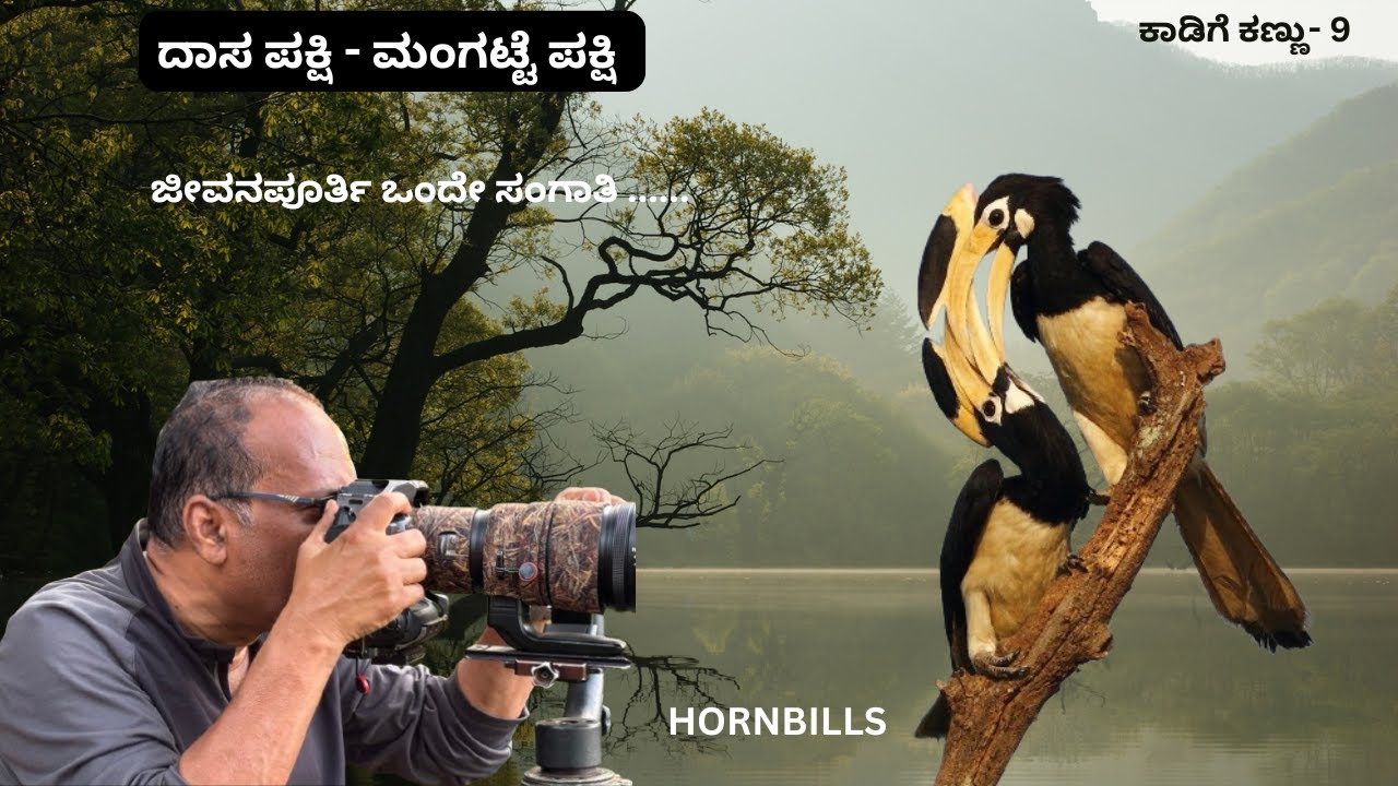 ಜೀವನಪೂರ್ತಿ ಒಂದೇ ಸಂಗಾತಿಯೊಂದಿಗೆ ಬಾಳುವ ಈ ಪಕ್ಷಿಯ ಪ್ರೇಮಕಥೆ ಕೇಳಿದರೆ ಅಚ್ಚರಿ ಪಡ್ತೀರಾ! NADE NUDI | EP-12