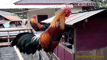 Qaib dib qaib qus dej 2 qua zoo heev 7/8/2020