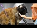 This Rescue Akita LOVED The Blow Dryer Unexpected Reaction This Rescue Akita LOVED The Blow Dryer Unexpected Reaction