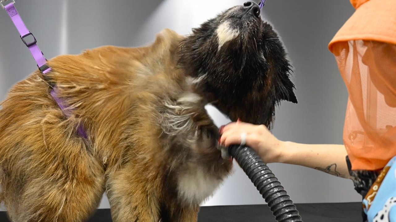 Rescue Akita Had NEVER Been Groomed...The Transformation is Unreal