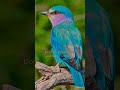 #fly#nature