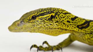 Unlock the Secrets to Yellow-Headed Monitor Lizard Care!