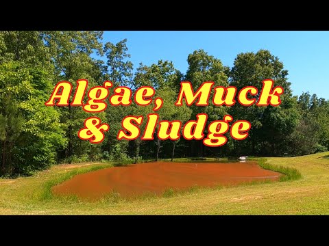 HOW TO Remove Algae, Muck and Sludge from a Pond | Clearing Pond Water