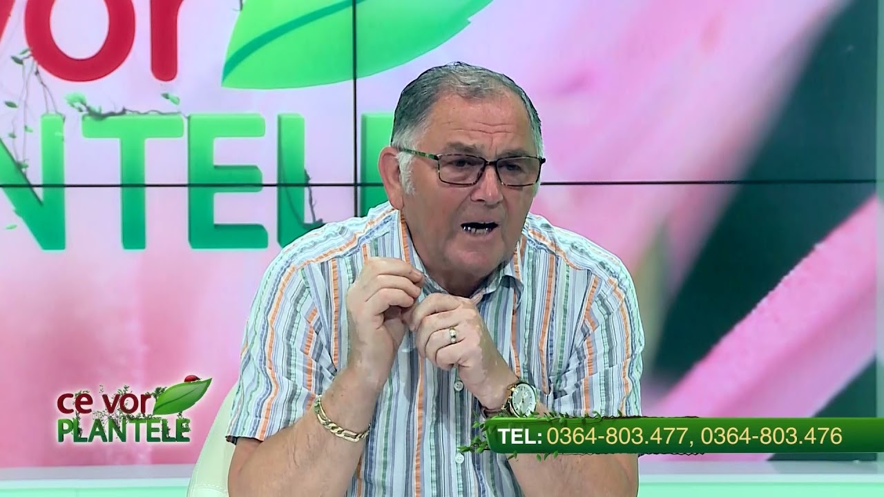 VIDEO Dr. Ing. Horia Ghibu - Cum combatem putregaiul cenușiu la vița de vie 1 VIDEO Dr. Ing. Horia Ghibu - Cum combatem putregaiul cenușiu la vița de vie YouTube player