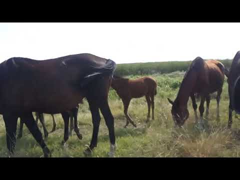 Videó: Heilongkiang Lófajta Hipoallergén, Az Egészség és Az élet Időtartama