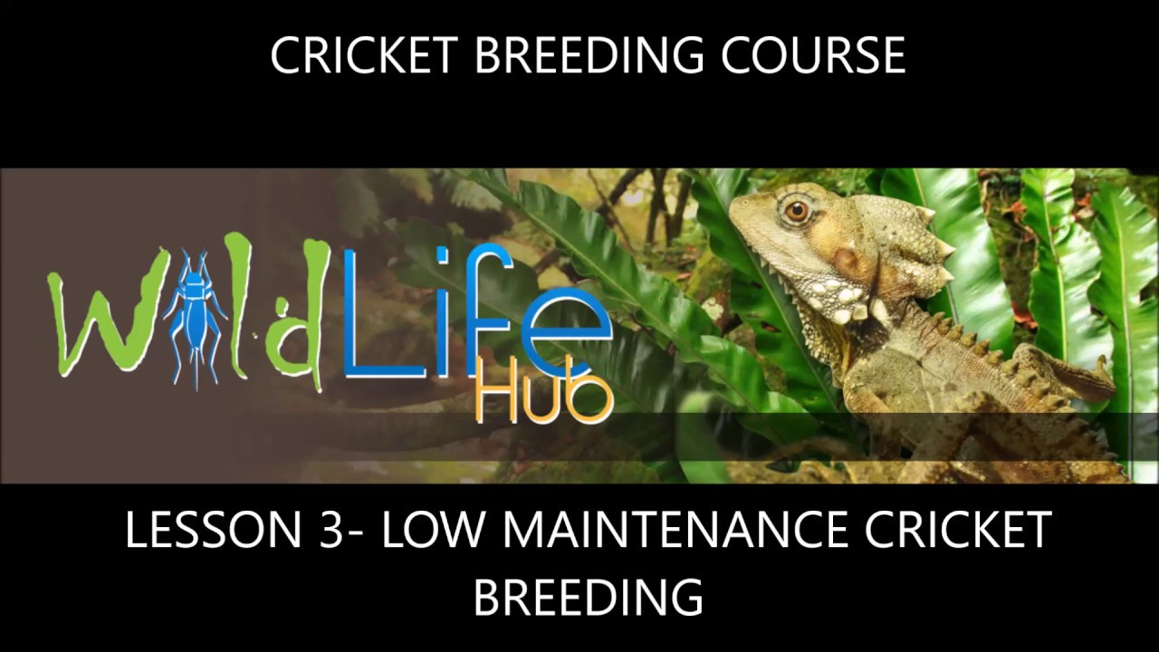 Lesson 3 Low Maintenance Cricket Breeding Methods YouTube