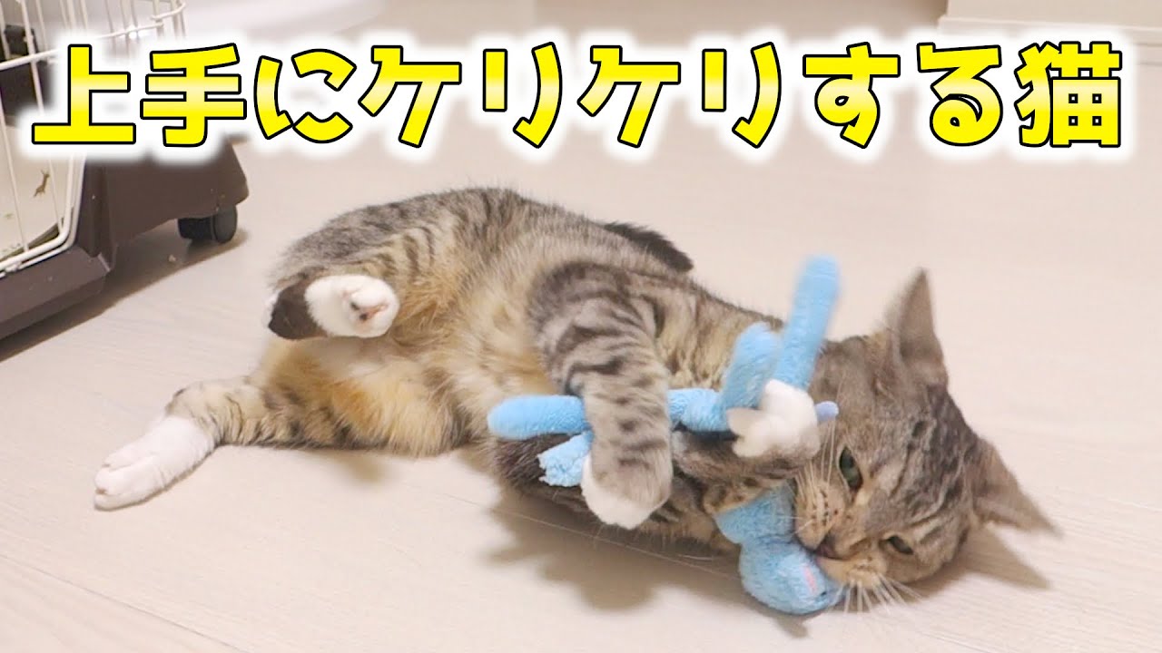 猫が床に転がったまま遊んでいる ケリケリが上手な猫 猫 かわいい Youtube