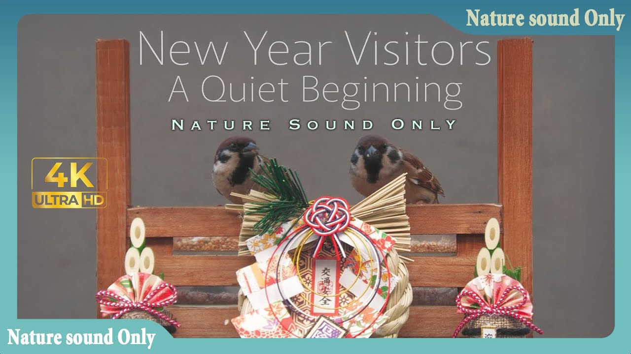 New Year Visitors — A Quiet BeginningThe Sound of Tiny Wings | Micro Wild Life | Nature Sound | 4K