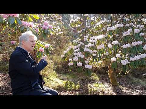 50 year-old Rhododendron calophytum