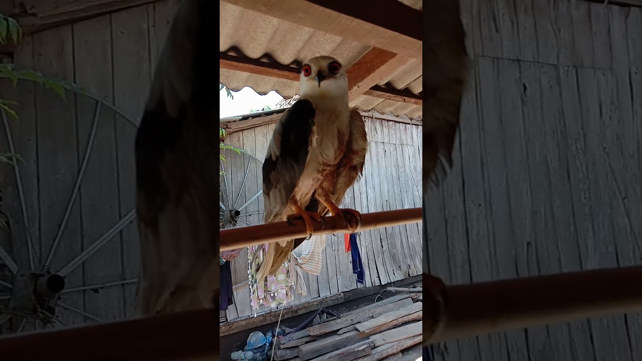 Burung elang putih yang langka. - YouTube