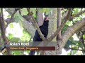 Male Asian Koel mating call 【Singapore Birds】