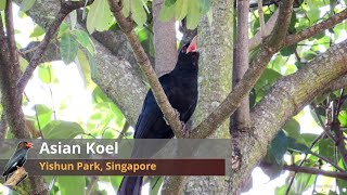 Male Asian Koel mating call 【Singapore Birds】