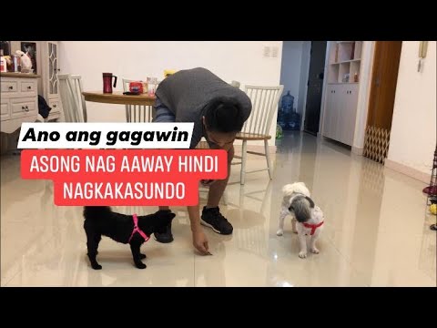 Asong nag aaway hindi nagkakasundo