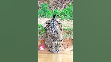 Dạy Bé Tên Các Con Vật Bằng Tiếng Anh Và Tiếng Việt  - Teach children animal names #animals #cute