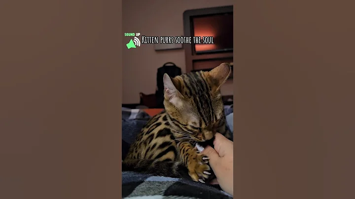 Watch the video about Kitten Purrs Are The BEST! #cat #kitten #asmr #bengals