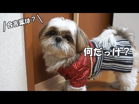 【シーズー】えーとぉ。。。忘れちゃった↷お殿様ごっこに無我夢中「前編」【犬Vlog】