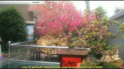 *THIẾT KẾ VÀ THI CÔNG CẢNH QUAN, TIỂU CẢNH, NON BỘ, SÂN VƯỜN, TRANH ĐÁ, PHÙ ĐIÊU...ĐT: 0912739361