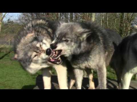 Wolf facial expressions: Nuka and Tala 'conflict'.