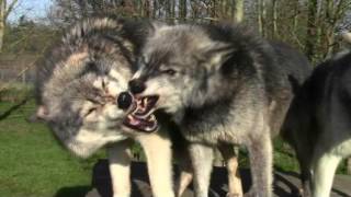 Wolf facial expressions: Nuka and Tala 'conflict'.