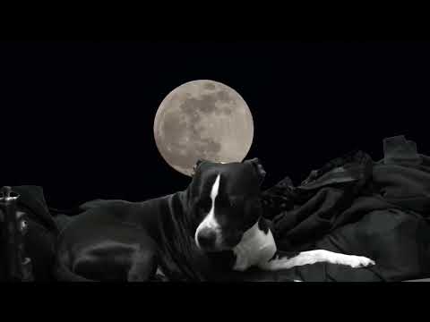 moon boom