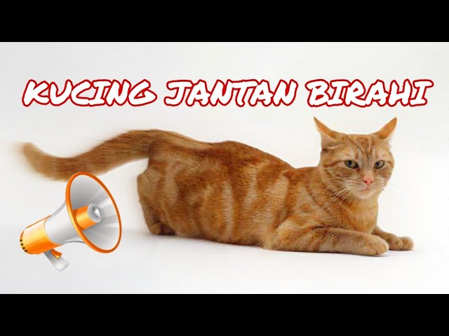 Sound Kucing Jantan Birahi class=