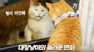 난폭하던 대장고양이가 달라졌어요! | 오대오의 애교 폭발 | 쫀니와 쪼꼬미들 | 베베집사 제주살이