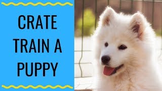 How To Crate Train A Puppy | How I Crate Trained My Samoyed Puppy