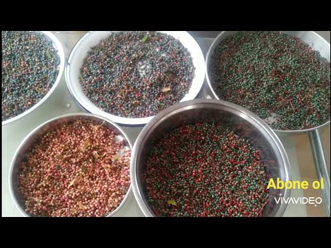 Video: Hackberry Ağacı Bakımı - Hackberry Ağaçları Nasıl Yetiştirilir