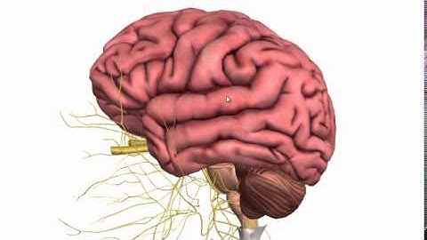 Basic Parts of the Brain   Part 1   3D Anatomy Tutorial