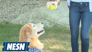 Week 16 nfl picks with jackson the dog: packers vs. cardinals