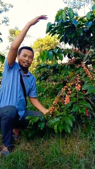 mungkinkah ini  salah satu  kebun kopi terbaik di indonesia