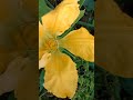 SIAPA BILANG LABU KUNING YANG TERLALU SUBUR TIDAK BERBUAH INI BUKTINYA  #labukuning #shorts