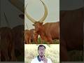 বিশাল শিং আর টকটকে গায়ের রঙ! এক কথায় অপূর্ব 😍 #cow #animals #video #funny #yputubeshorts #shorts
