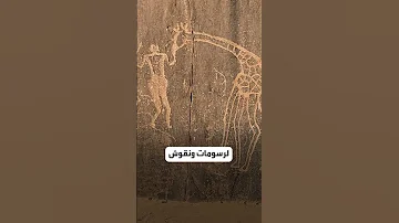 ماذا تعرفون عن سيفار الجزائرية 