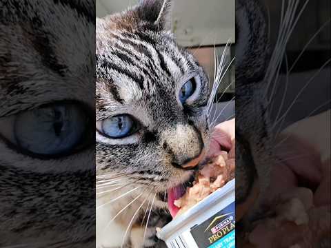 Purina Proplan Urinary