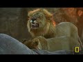 Survival at a Price (Full Episode) | Savage Kingdom Compilation | Nat Geo Animals