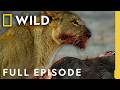 Survival At A Price Full Episode Savage Kingdom Compilation Nat Geo Animals