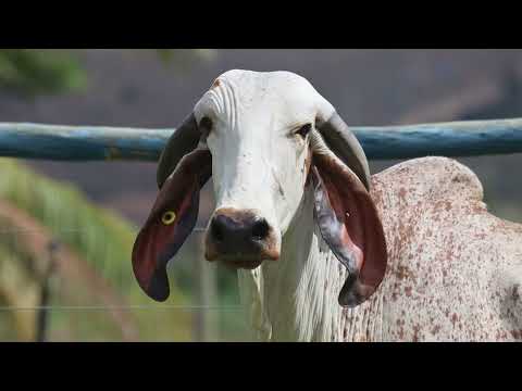 LOTE 08   GALE 98