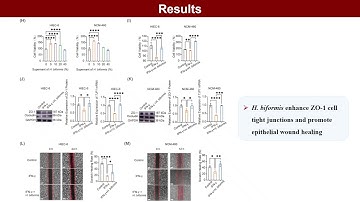 iMetaOmics | L-lysine and Holdemanella biformis modulates intestinal barrier function and anxiety