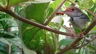 Download Lagu Cara burung memberi makan anaknya di alam liar MP3