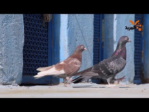 محكر في البصرة لطيور اللوت المربد