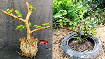 Unique Skill Growing Guava Tree Using Aloe Vera Rooting Hormone | Easy Techniques | Grafting Guava