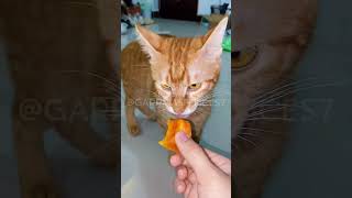 Descarga tu Recetario digital desde el enlace del Perfil #gatos #alimentossanos Descarga tu Recetario digital desde el enlace del Perfil #gatos #alimentossanos