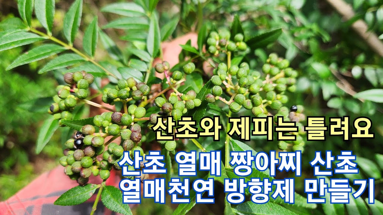 향긋한 산초 열매 짱아찌만들면 좋은점 산초열매 천연방향제 만들기비법 산초와 제피 구분방법 산초기름 마음 편해지는 향기 - YouTube